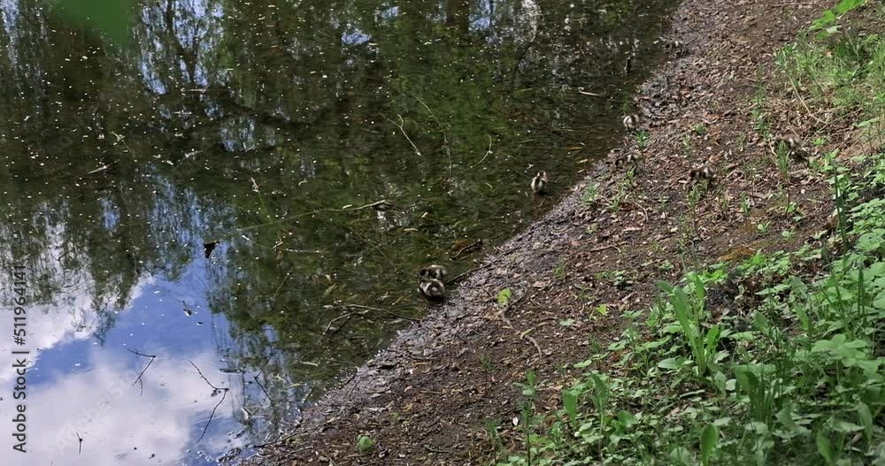 Lots of little ducklings walk along the lake shore, cute birds in the park, chicks in the village Lots of little ducklings walk along the lake shore, cute birds in the park, chicks in the village
