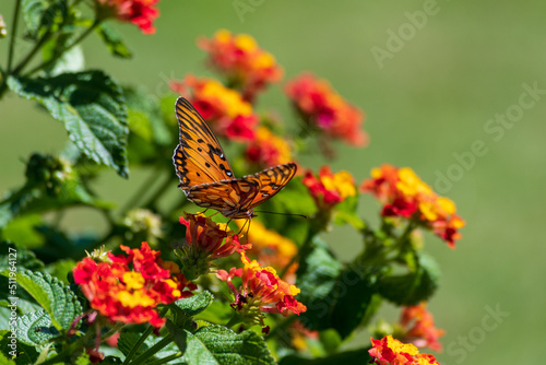 Monarch butterfly perched on flowers.