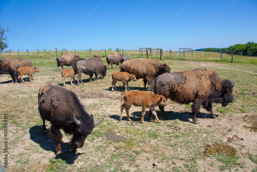 Young Bison Chews on Blade of Grass in summer field