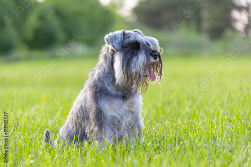 Miniature schnauzer on green grass