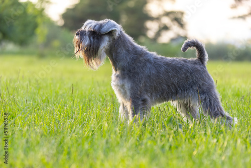 Miniature schnauzer stands in a rack on green grass