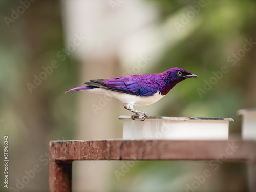 Full length portrait of violet-backed starling or Cinnyricinclus leucogaster, also known as plum-coloured starling or amethyst starling. photo