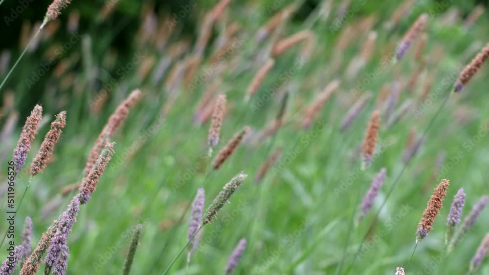 Green Grass Blowing In The Wind, Summer Nature Abstract. Landscape Portrait. Close Up View. 4k. ProRes. Green Grass Blowing In The Wind, Summer Nature Abstract. Landscape Portrait. Close Up View. 4k. ProRes.