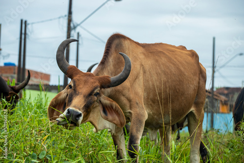 fotografia de natureza: gado, vacas e bois pastando ao ar livre fora da fazenda, durante o dia.  photo