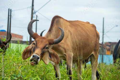 fotografia de natureza: gado, vacas e bois pastando ao ar livre fora da fazenda, durante o dia.  photo