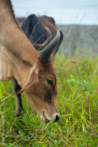 fotografia de natureza: gado, vacas e bois pastando ao ar livre fora da fazenda, durante o dia.  © Diogo