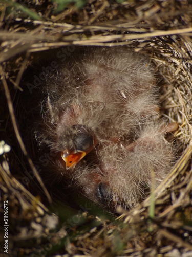 nest of the little bird