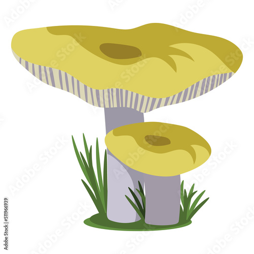 Wild forest yellow russula mushrooms. Vector illustration