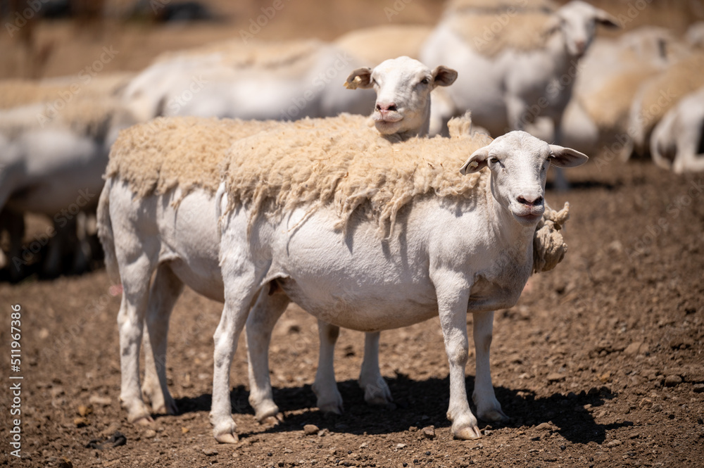 Wild goats grazing on grass in outdoor pasture