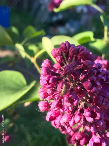 Lilac bush. Branches of beautiful lilac.