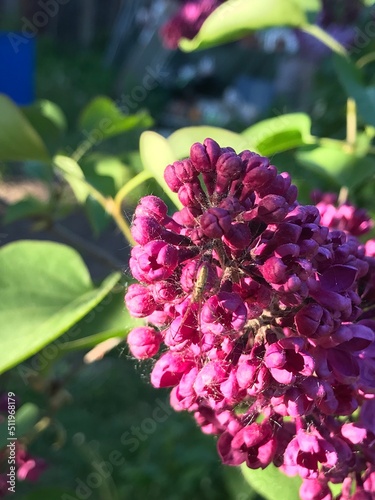 Lilac bush. Branches of beautiful lilac.