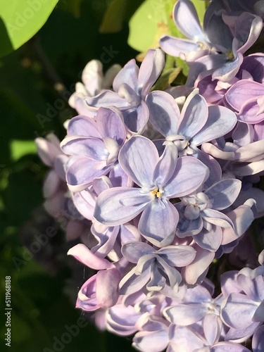 Lilac bush. Branches of beautiful lilac.