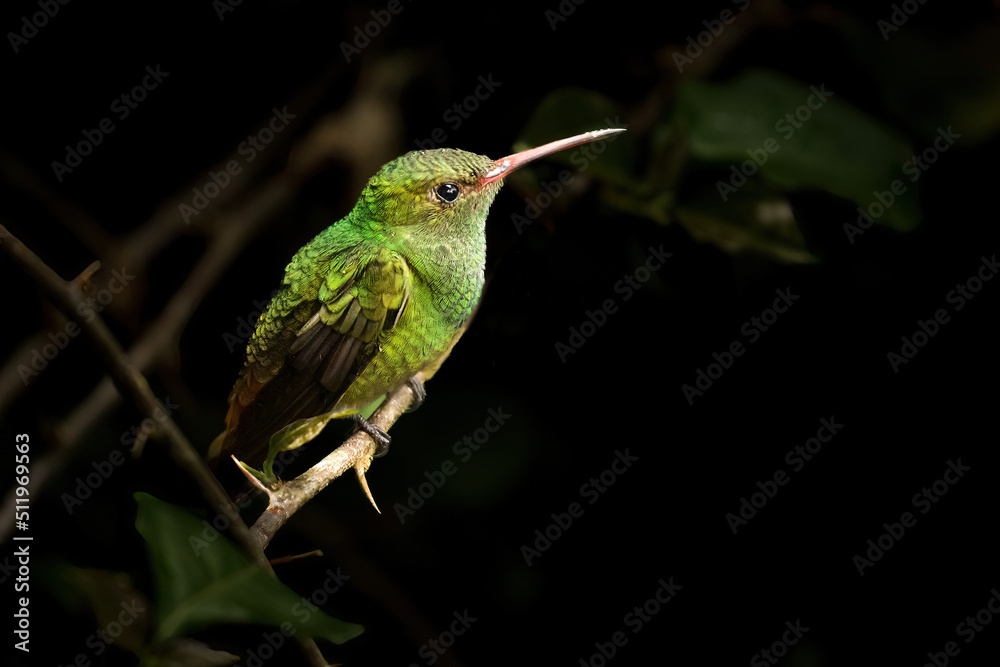 A Rufous-tailed Hummingbird perched on a branch in a rainforest near La Suiza, Costa Rica