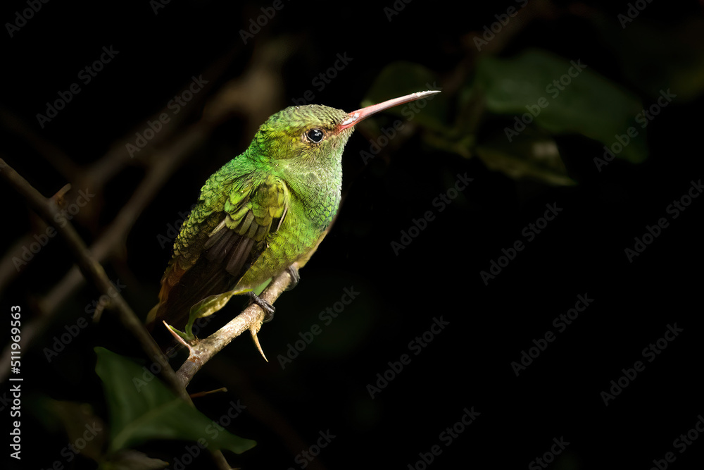 Fototapeta premium A Rufous-tailed Hummingbird perched on a branch in a rainforest near La Suiza, Costa Rica