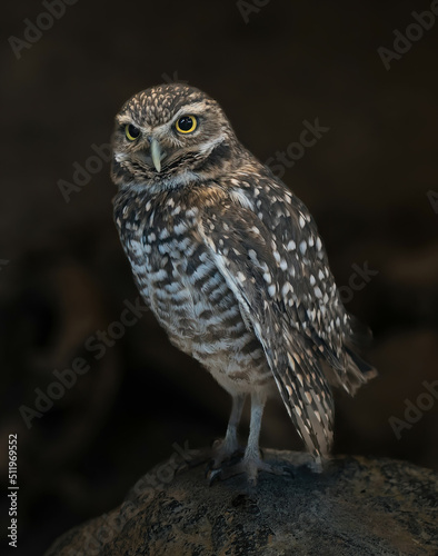 A burrowing owl. It is a small, long-legged owl found throughout open landscapes of North and South America.