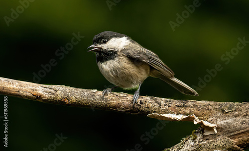 A black-capped chickadee perched on a branch photo