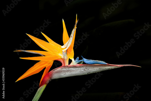 Bird of paradise flower in Orosi, Costa Rica photo