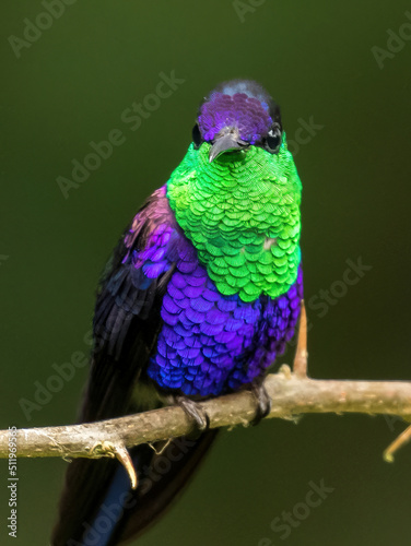 Crowned Woodnymph hummingbird perched on a branch photo