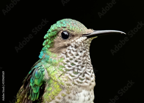 фотографія A female White-necked Jacobin humming bird perched on a branch in a wildlife are