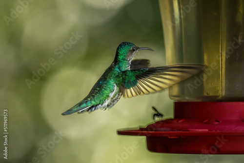 A female White-necked jacobin humming bird competing with a fly for nectar in a feeder, near La Suiza, Costa Rica
