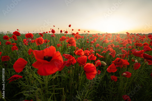 Sunset over poppy field on countryside. Selective focus.