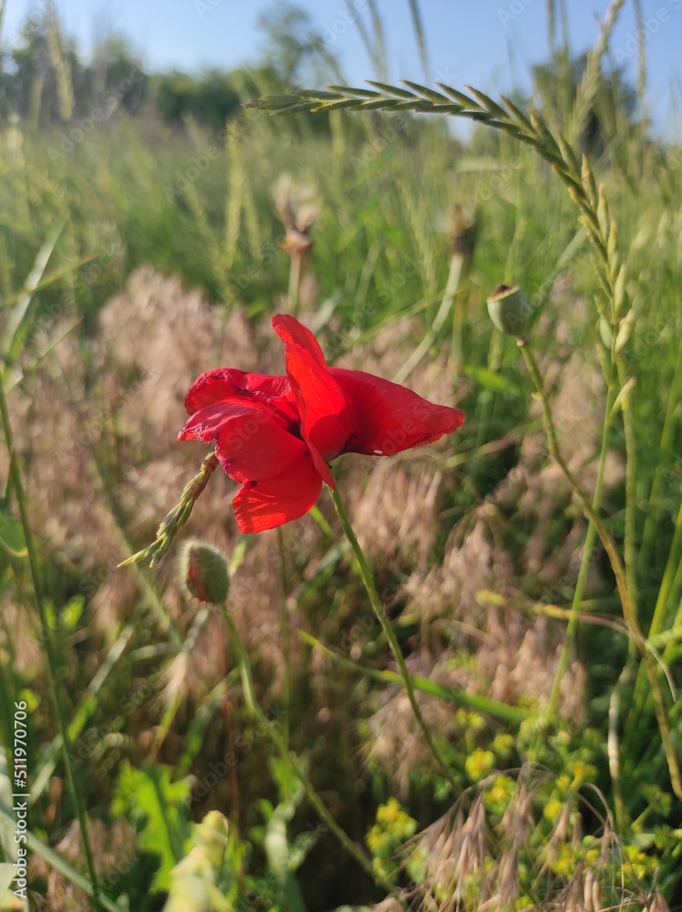 Fototapeta premium red poppy in the field