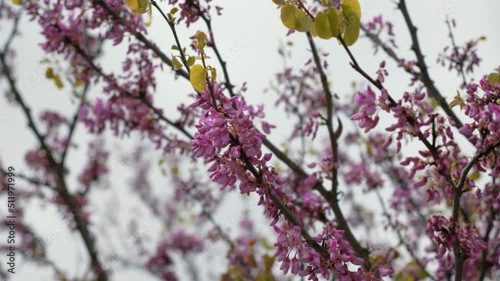 Redbud tree flowers against sky. Pink and purple flowers.