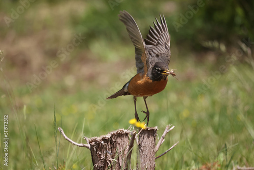 American Robins collecting food for chicks and taking food to nest for two remaining chicks. Two died from predation. Bright summer day