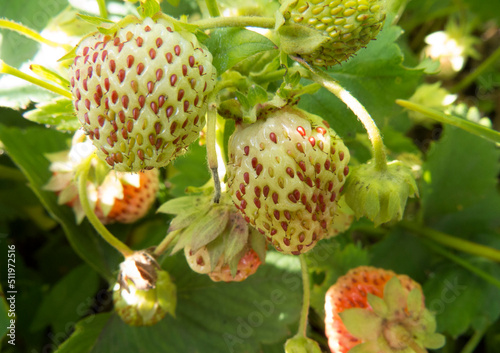 Strawberry grows in the garden, farming  Flowering strawberry bush. Summer harvest on a sunny day Ecological natural product Agriculture