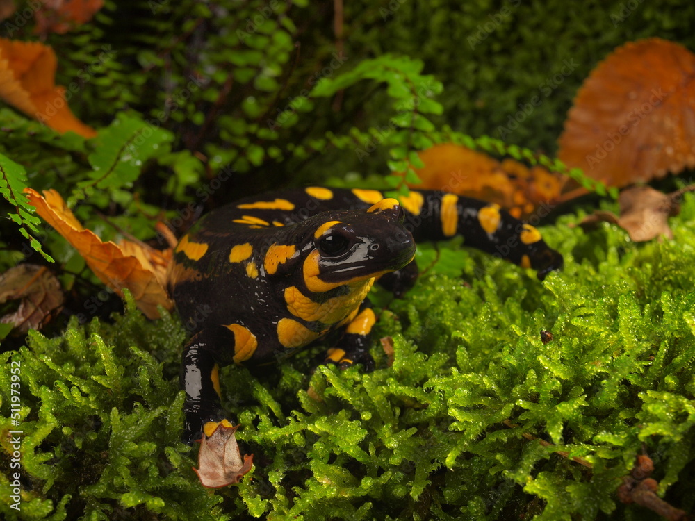 Fototapeta premium salamander