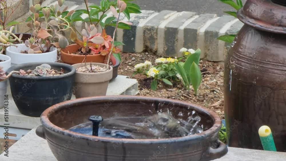 A little bird drinks water and takes a bath A little bird drinks water and takes a bath