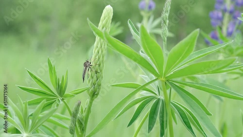 A fly from the Efferia Albibarbis family landed on an unopened lupine flower. photo