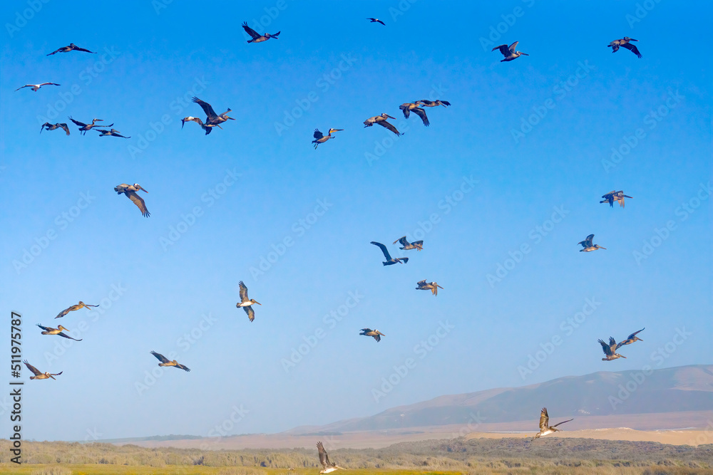 Blue sky and silhouette of flying birds. Tranquil scene, freedom, hope, motivation concept
