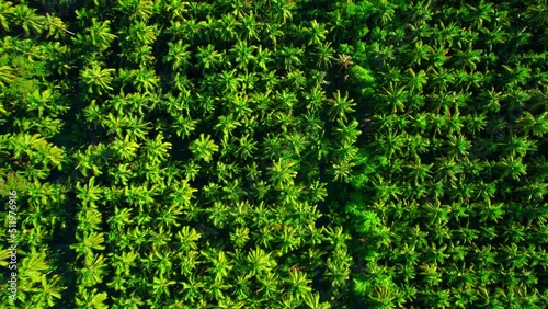 Aerial view over coconut groves at Amphawa, Samut Songkhram Province, Thailand. agricultural industry. 4K drone.
 photo