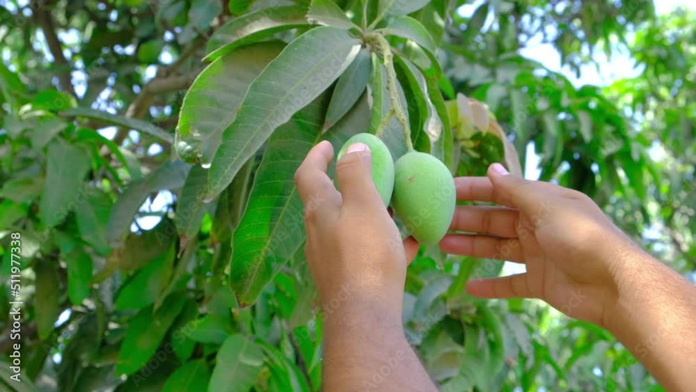 Fresh mango, man checking mango production, fresh mango production, new mango production in summer, man checking mangoes
