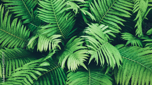 Green fern plants, overhead view for botanical background, Ostrich fern growing in the forest