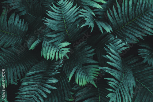 Fern leaves noise texture background  fern growing in dark forest  overhead view  moody natural plants background