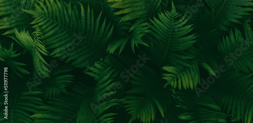 Dark green ferns background, fern leaves moody botanical texture, low key natural plants banner