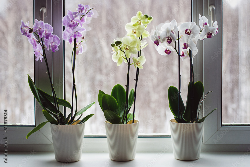 Moth orchids on windowsill, growing phalaenopsis orchids at home, flowering houseplants care - obrazy, fototapety, plakaty 