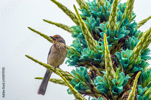 Scrub jay on Puya photo