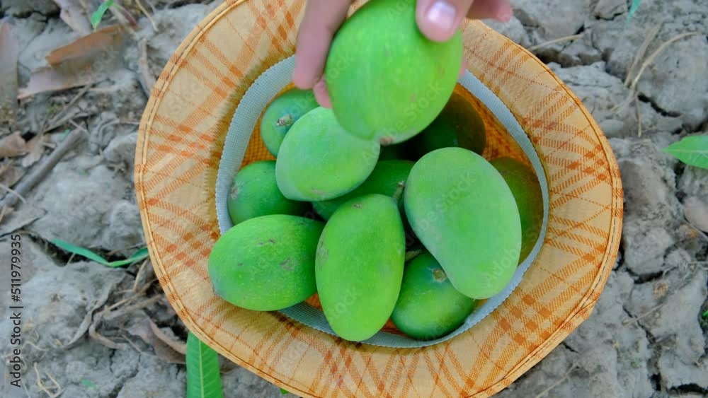 Mangoes production, fresh mango production, close footage of green