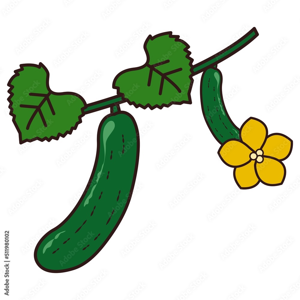 実がなるキュウリのイラスト Stock Vector | Adobe Stock