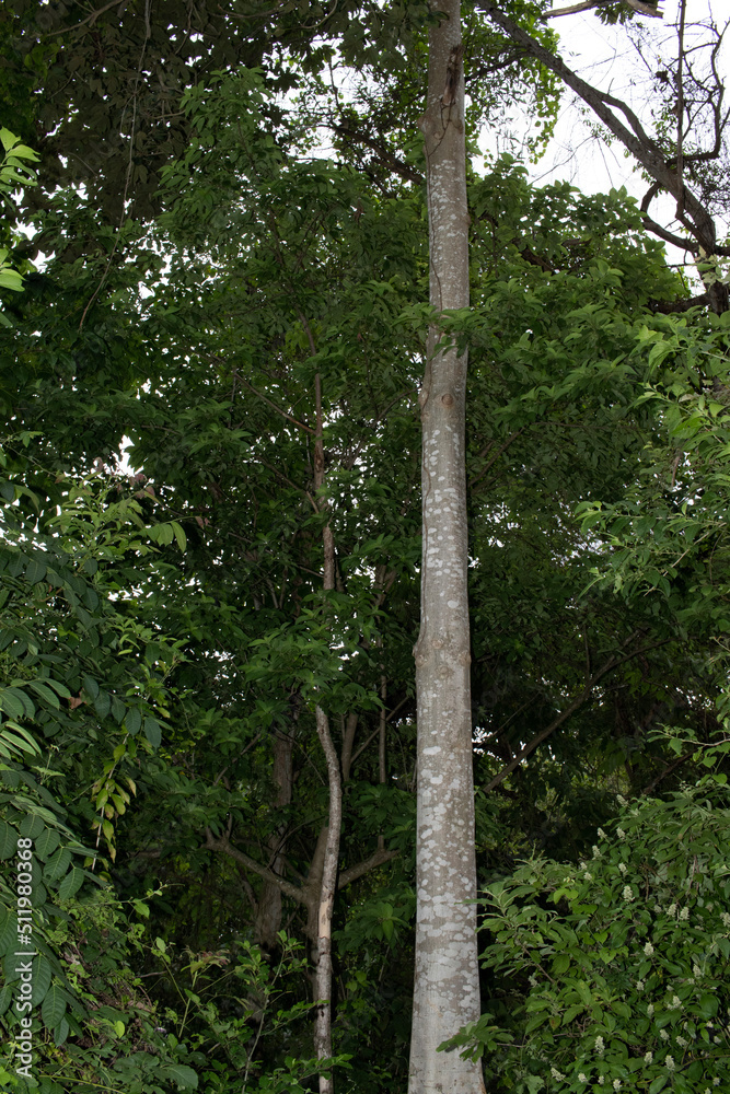 Fototapeta premium tree in the forest