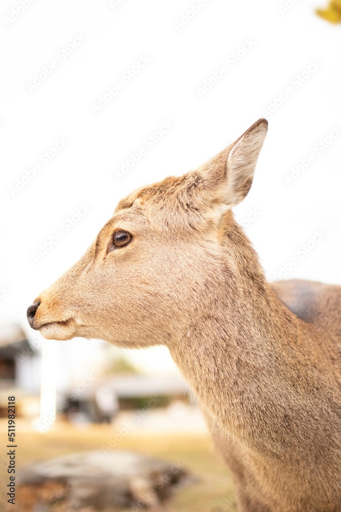 Obraz premium 奈良の鹿