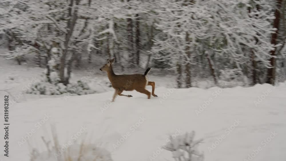 White-tailed Deer Running in the Snow