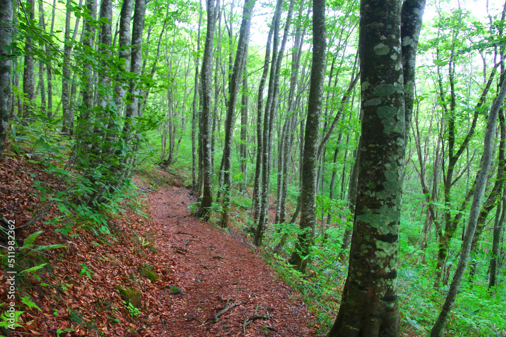 Obraz premium ブナ林(福島県・裏磐梯)