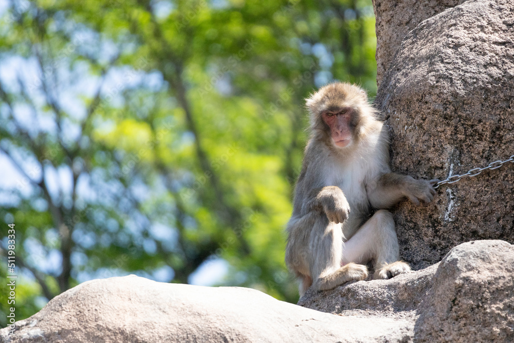 Obraz premium 動物園の猿山のボス