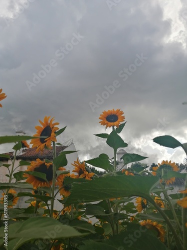sunflower in the sky