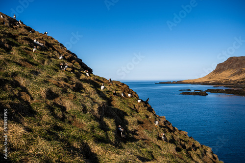 puffin paisaje