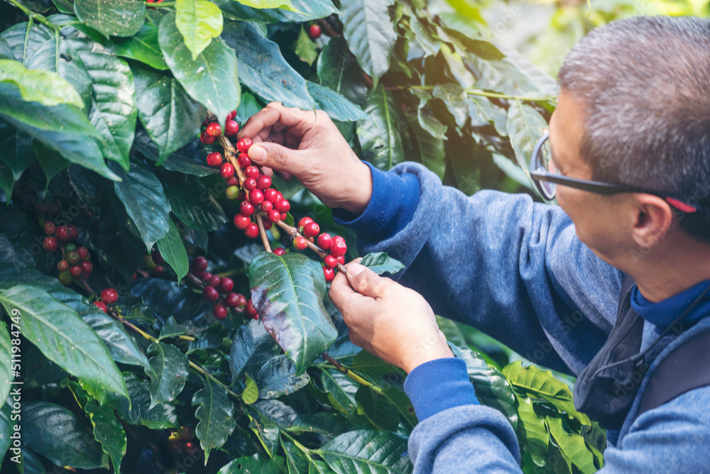 Man Hands harvest coffee bean ripe Red berries plant fresh seed coffee